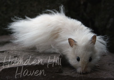 Powderpuff- Extreme Dilute Black Eyed Cream Black Longhaired